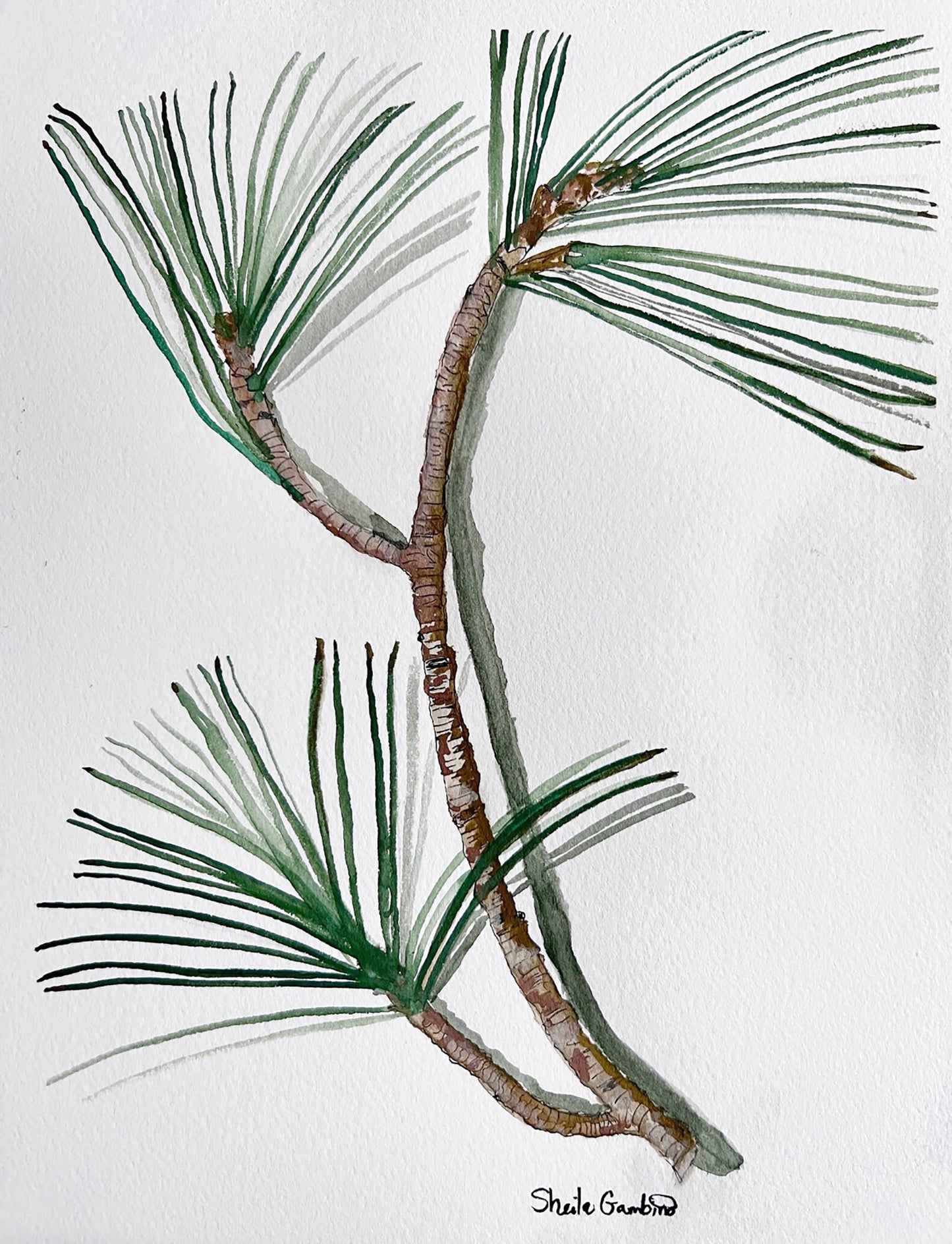 Artistic illustration of a pine branch with green needles on a white background